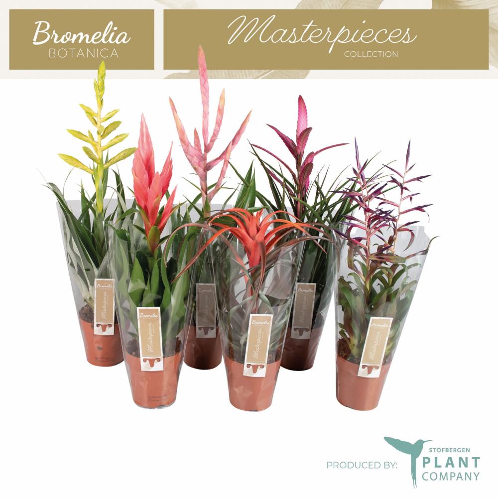 Tillandsia