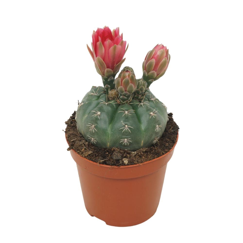 Gymnocalycium