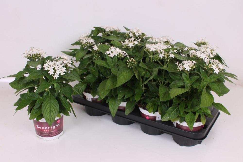 Pentas