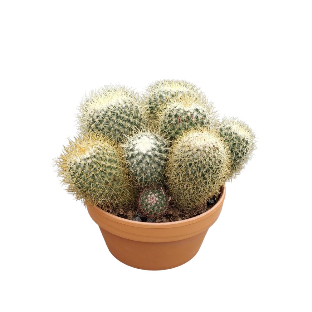 Mammillaria