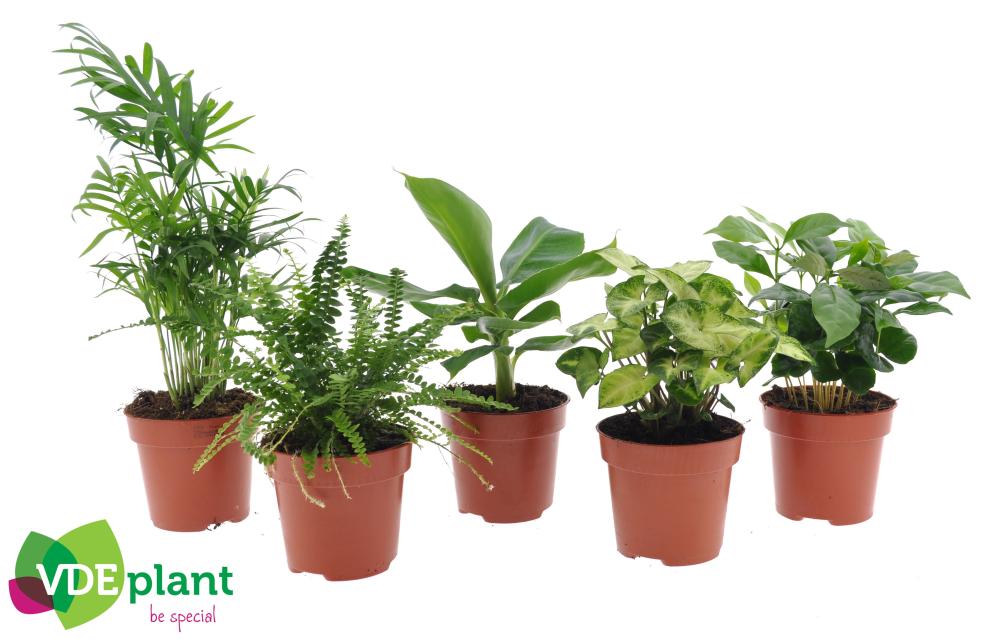 Plantes mix