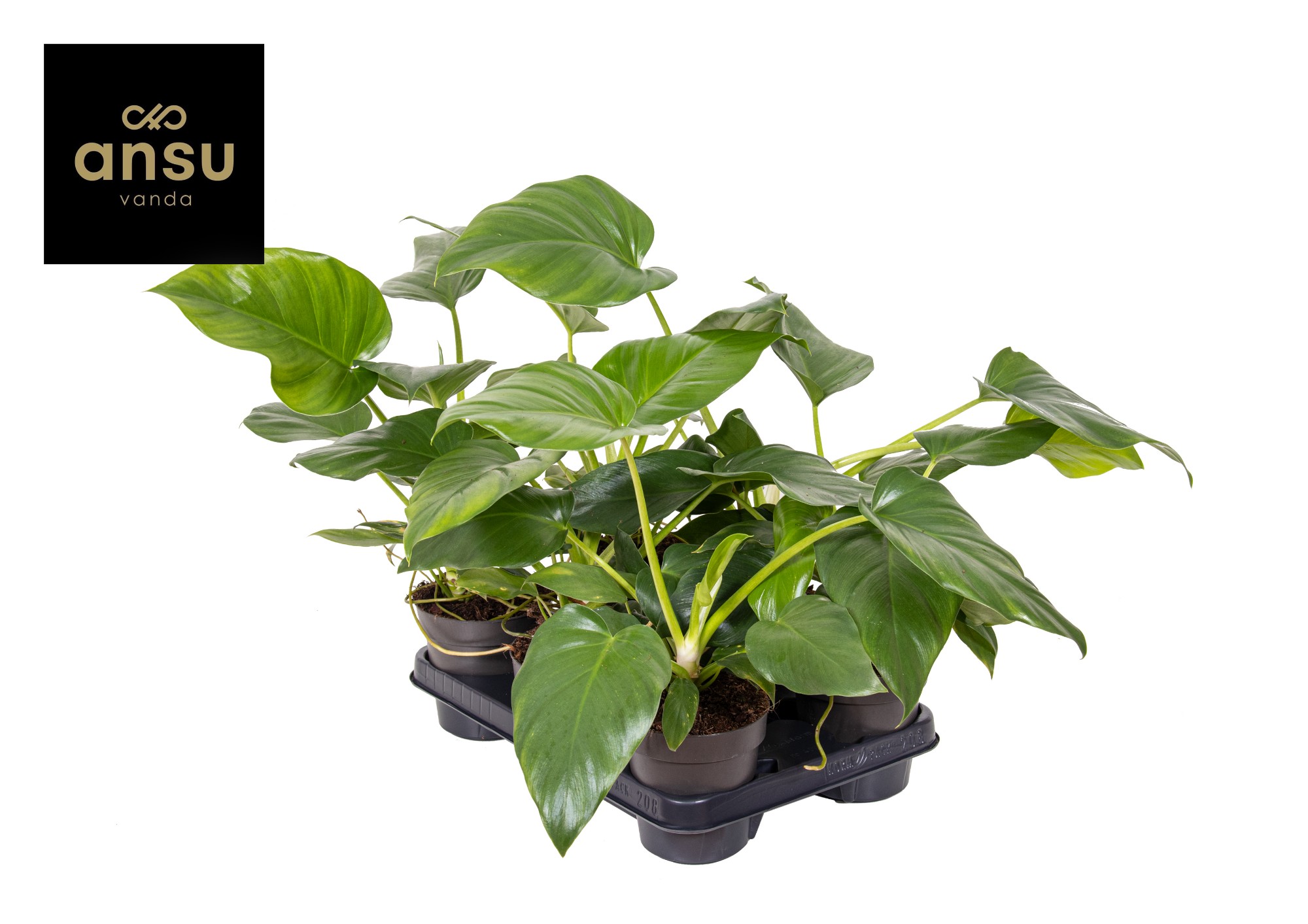 Philodendron
