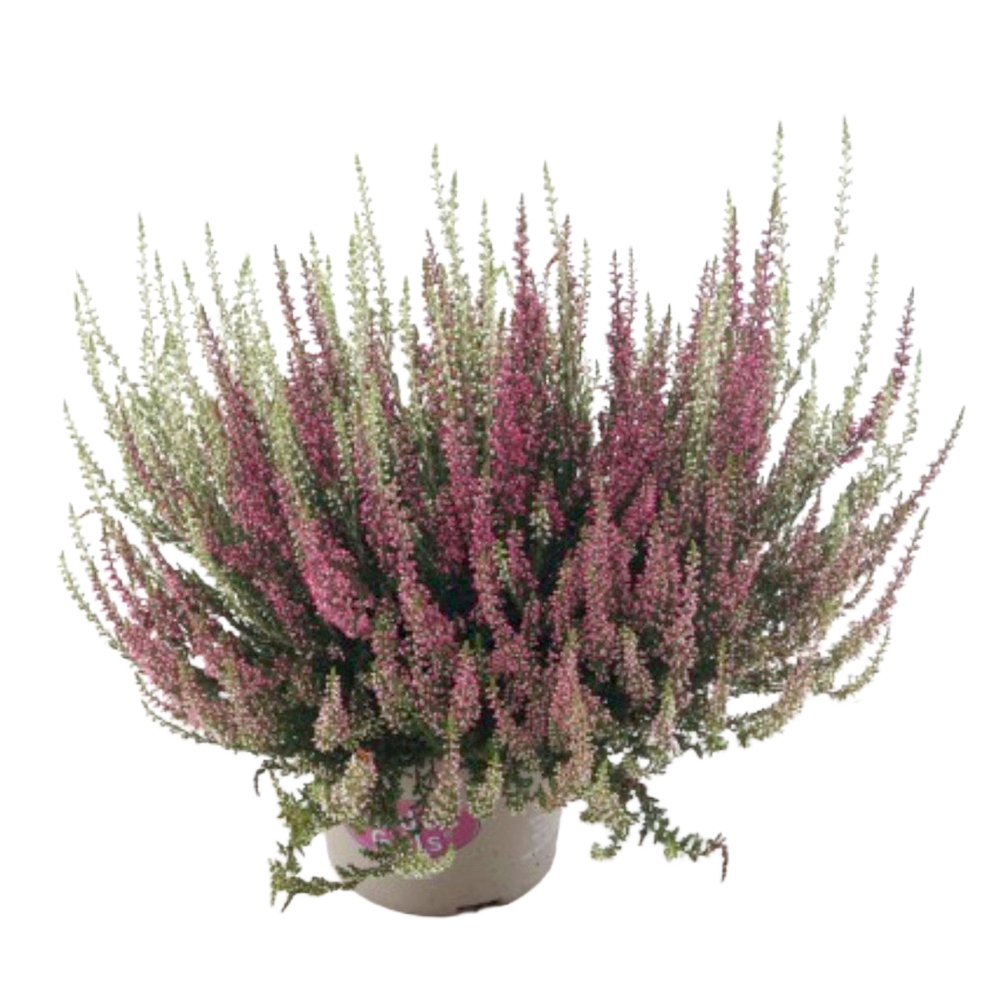 Calluna vulgaris garden girls twin