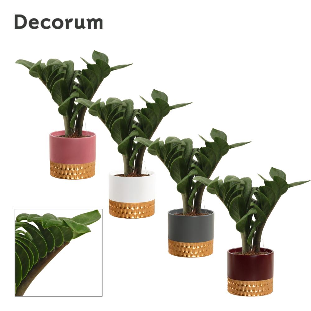 Zamioculcas