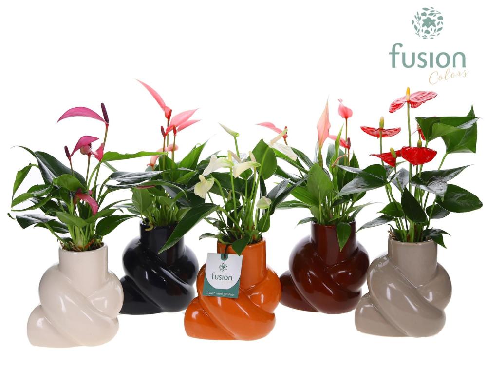 anthurium