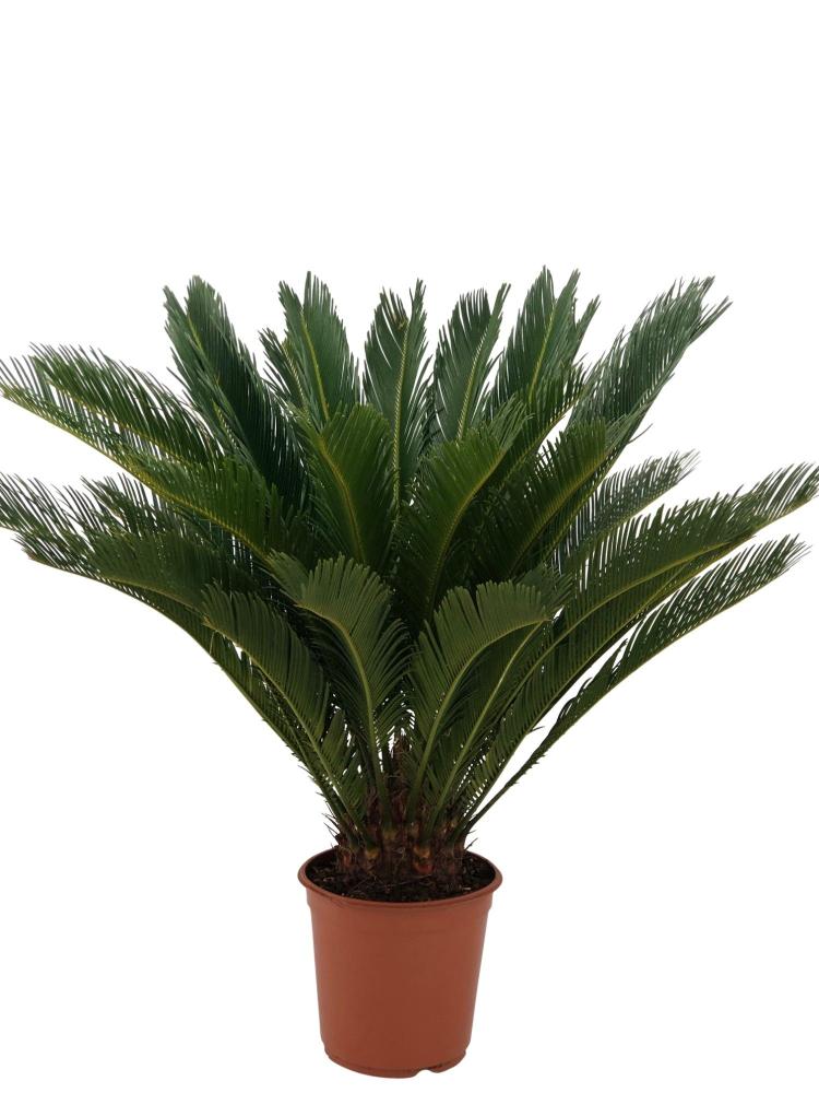 Cycas