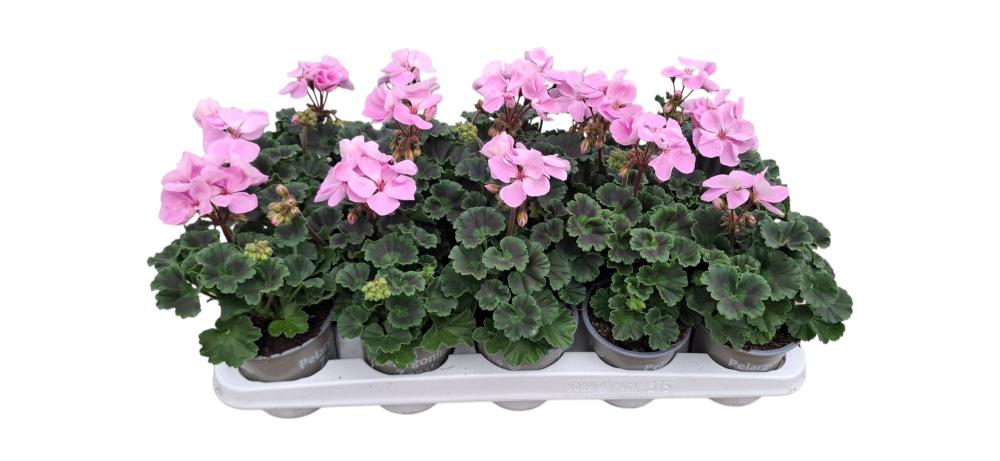 Geranium