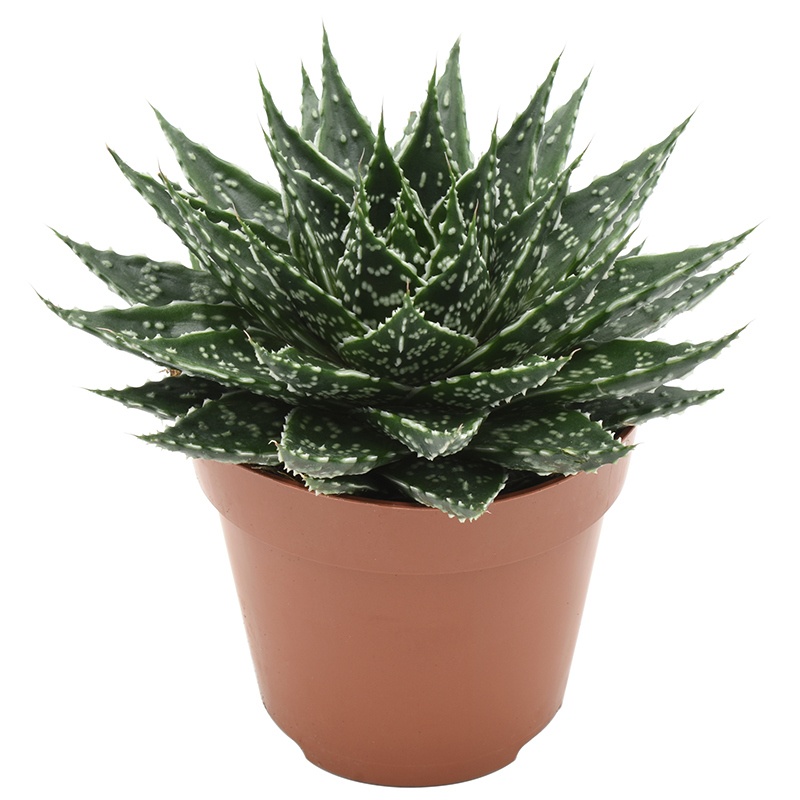 Gasteria
