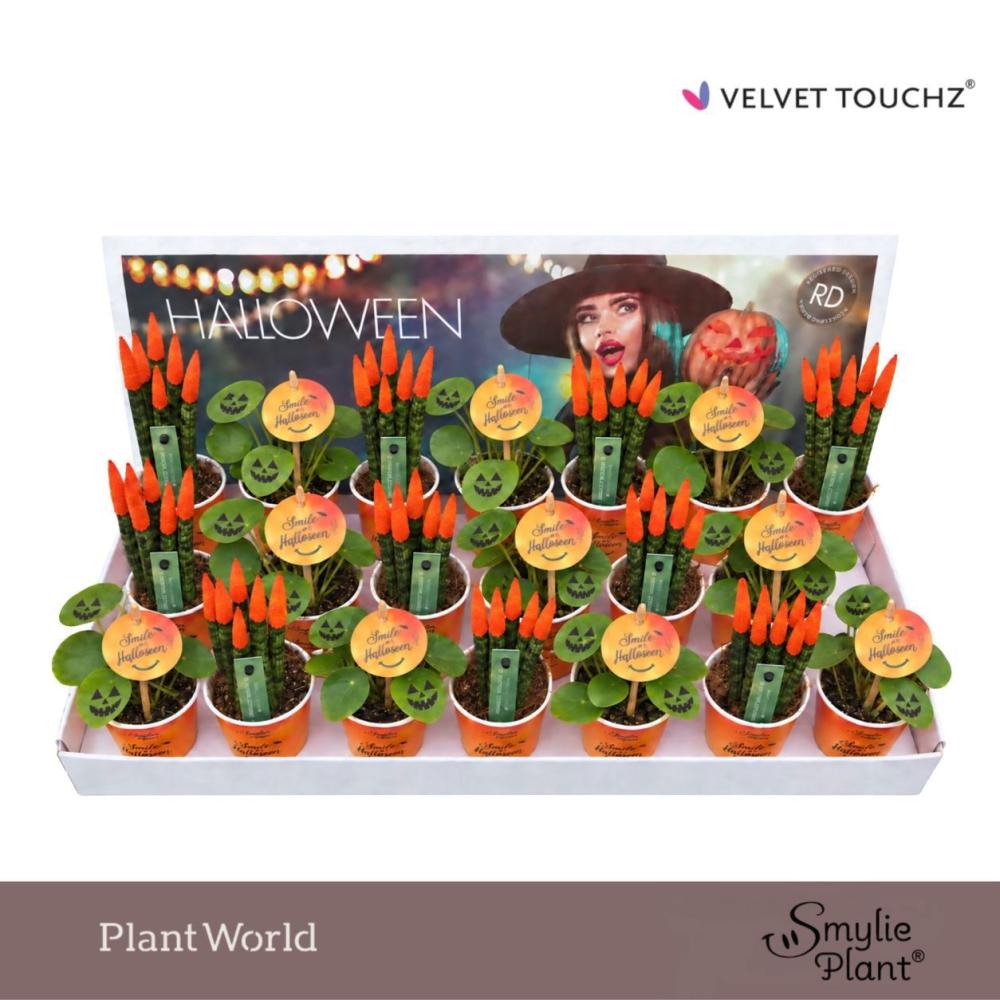 Plantes mix