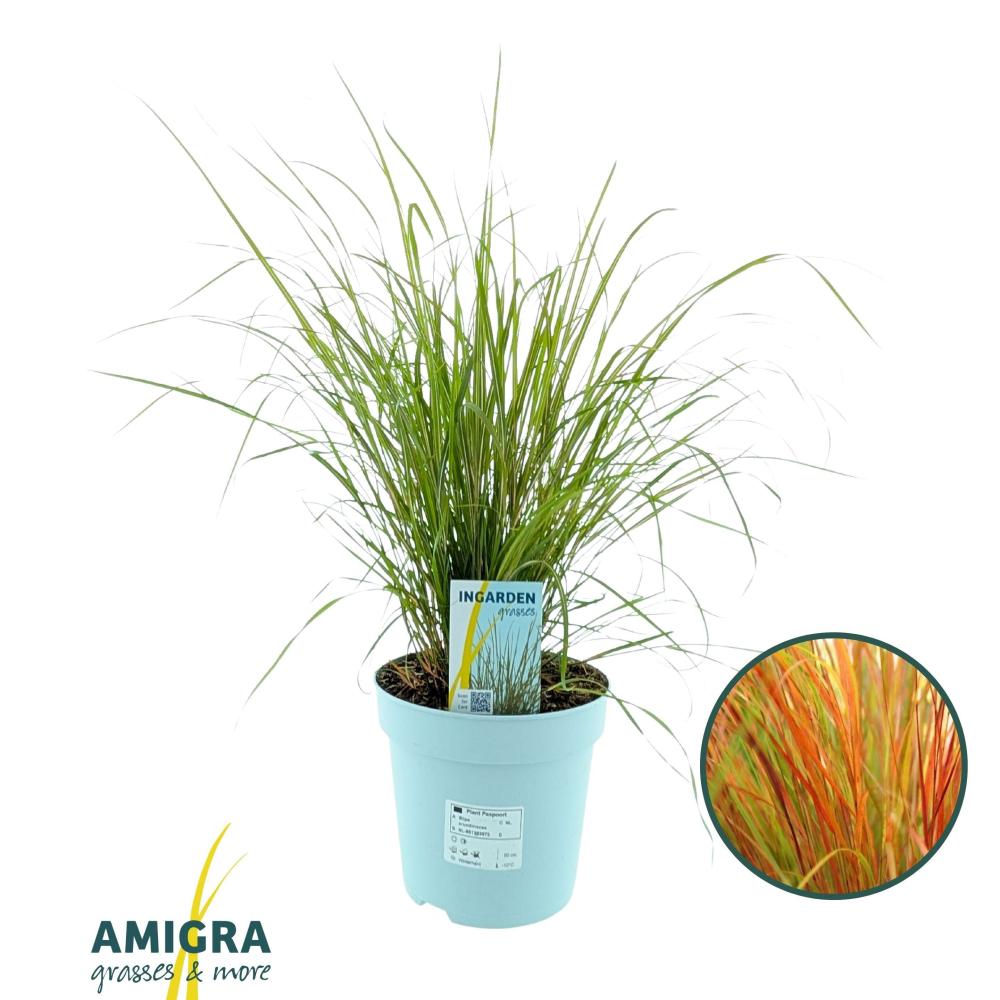 Stipa