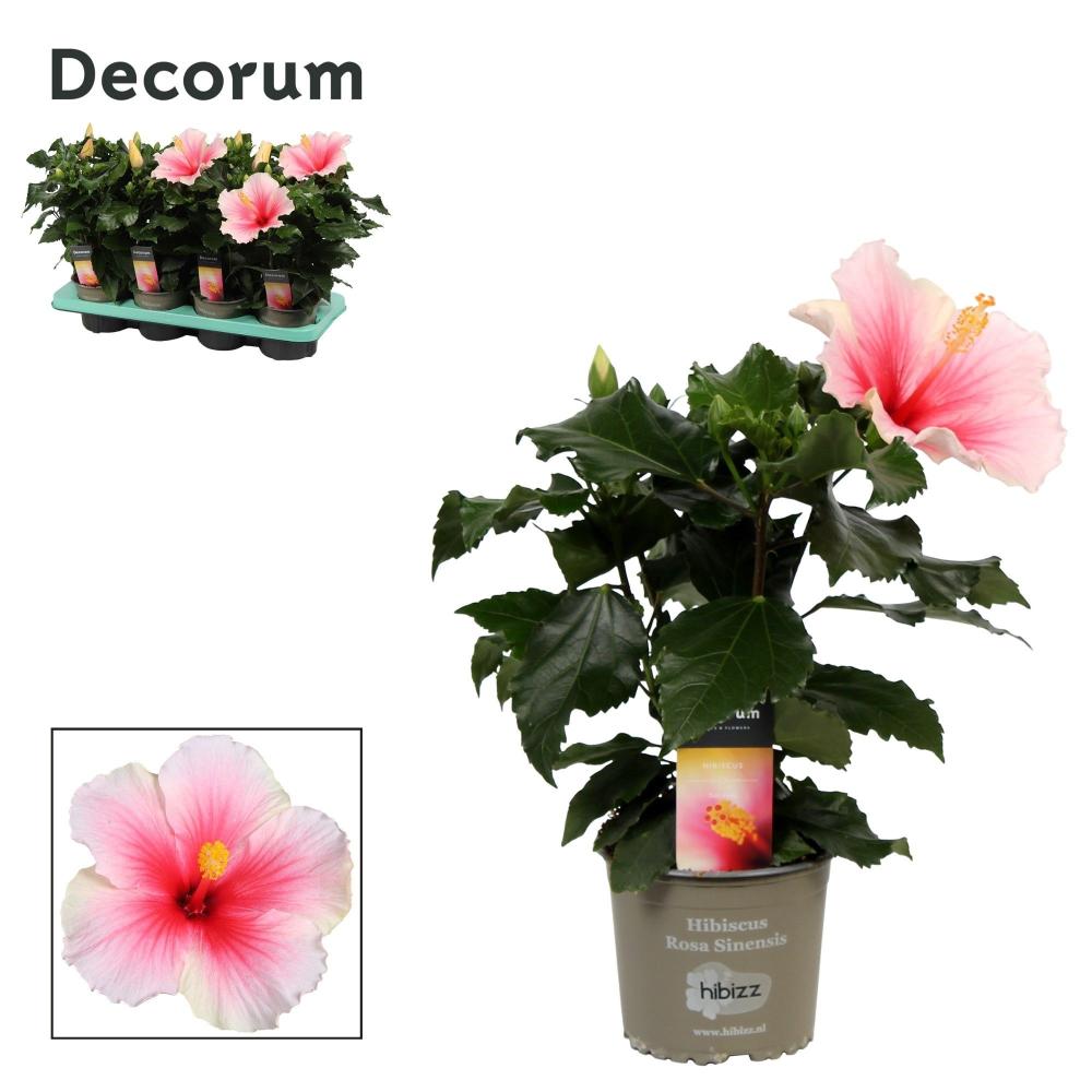 Hibiscus