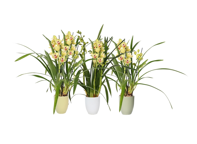 Cymbidium