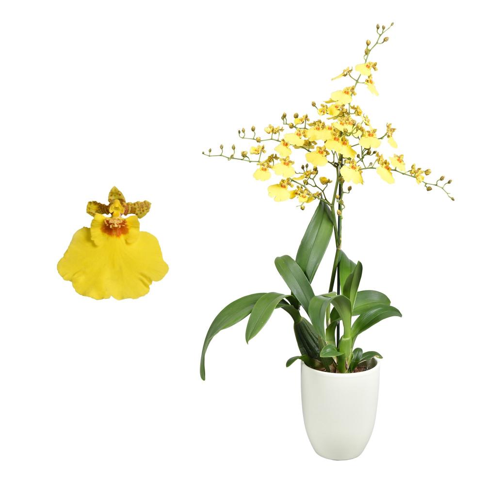 Oncidium