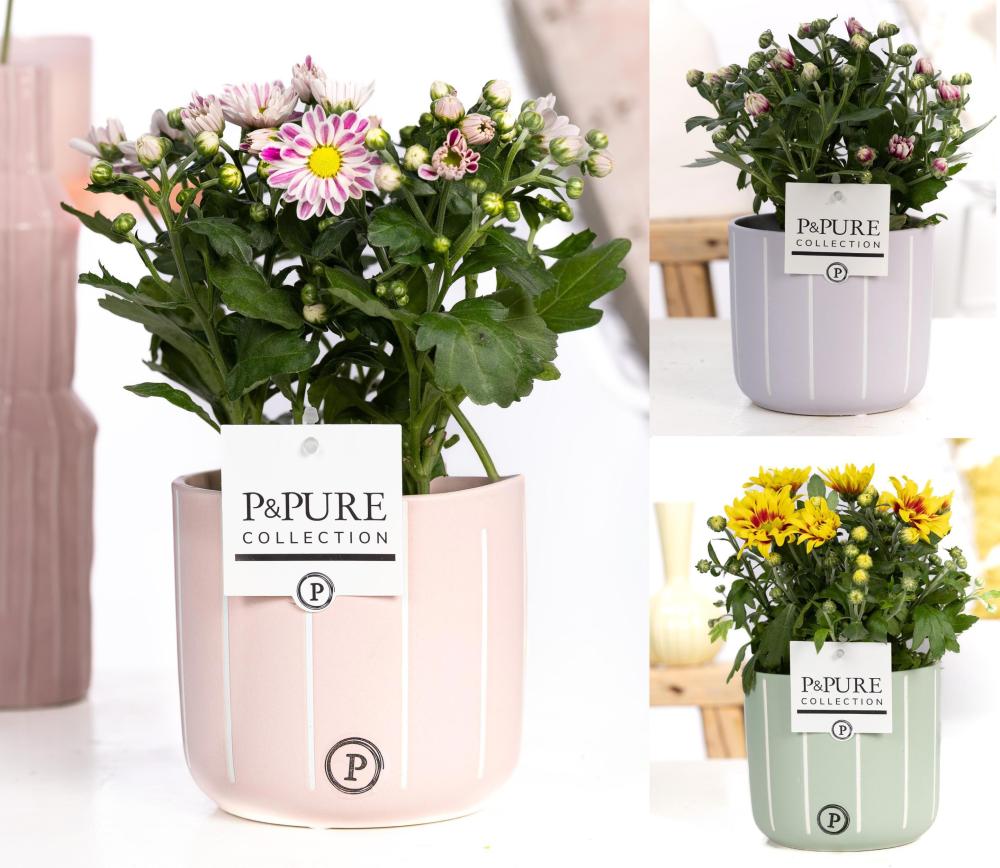 Chrysanthemes