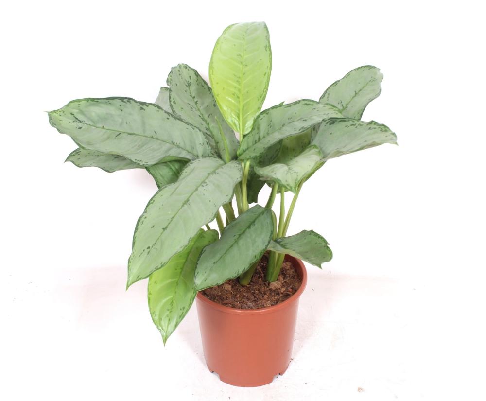 Aglaonema