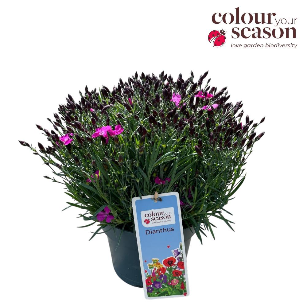 Dianthus