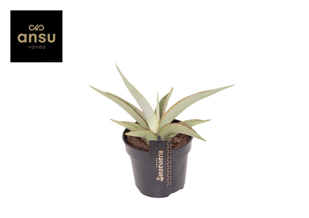 Sansevieria