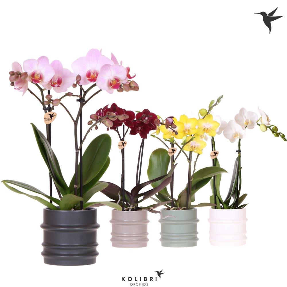 phalaenopsis