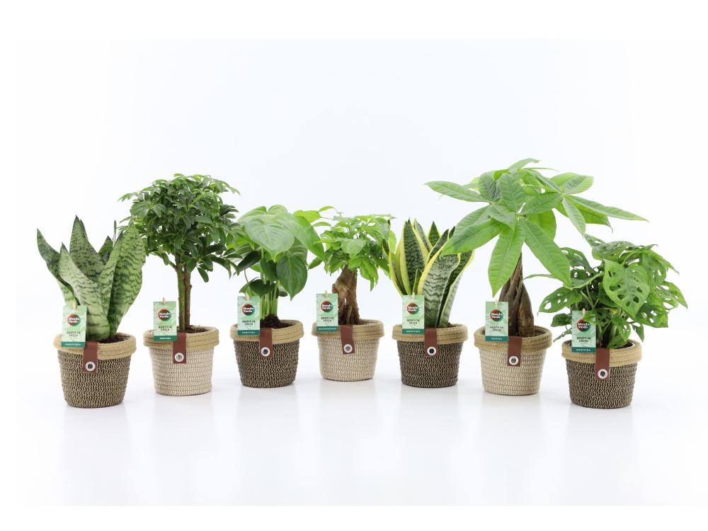Plantes mix
