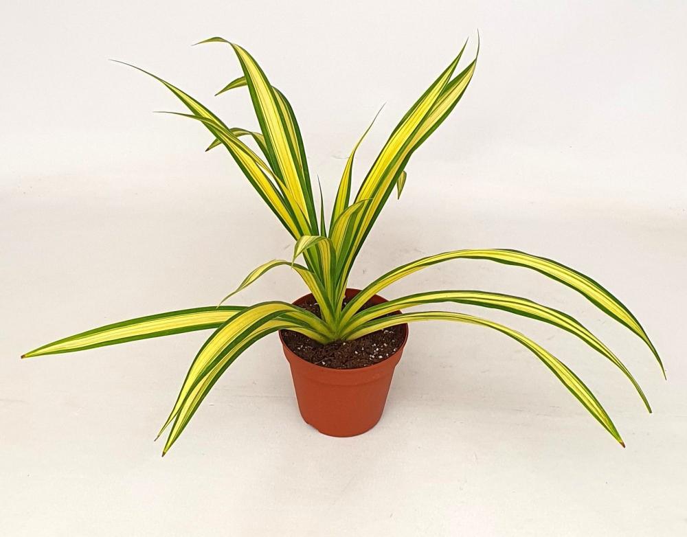 Pandanus