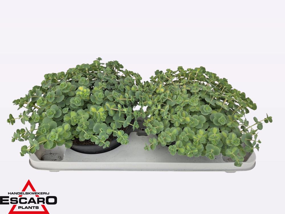 Sedum