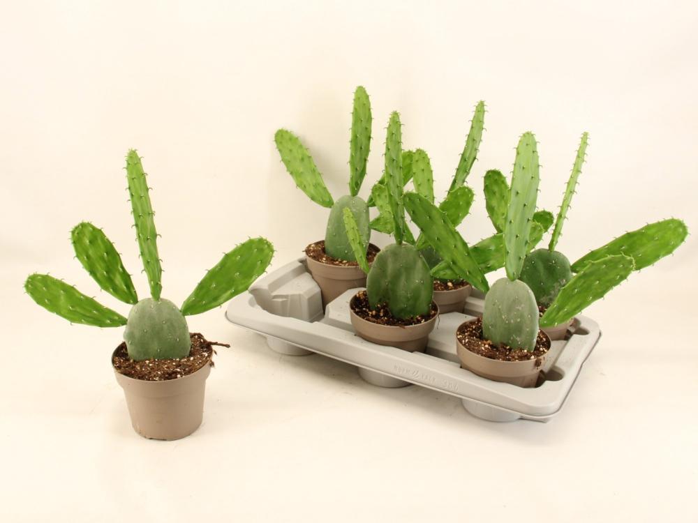 Opuntia