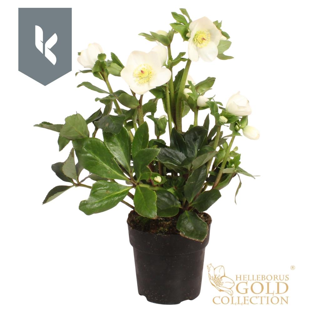 Helleborus