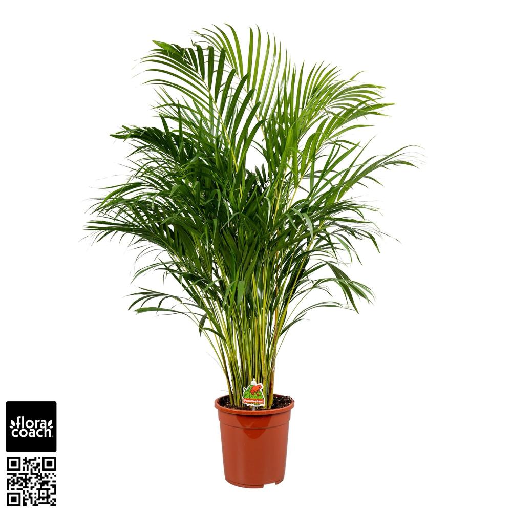 Dypsis-areca