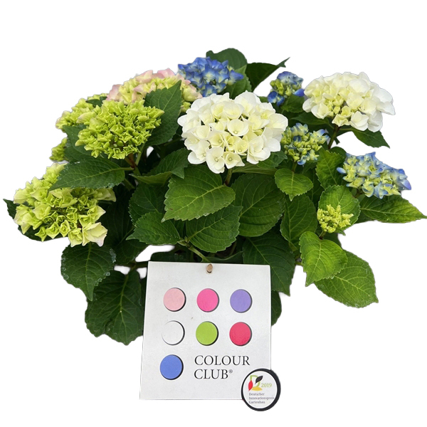 Hydrangea macrophylla colour club trio