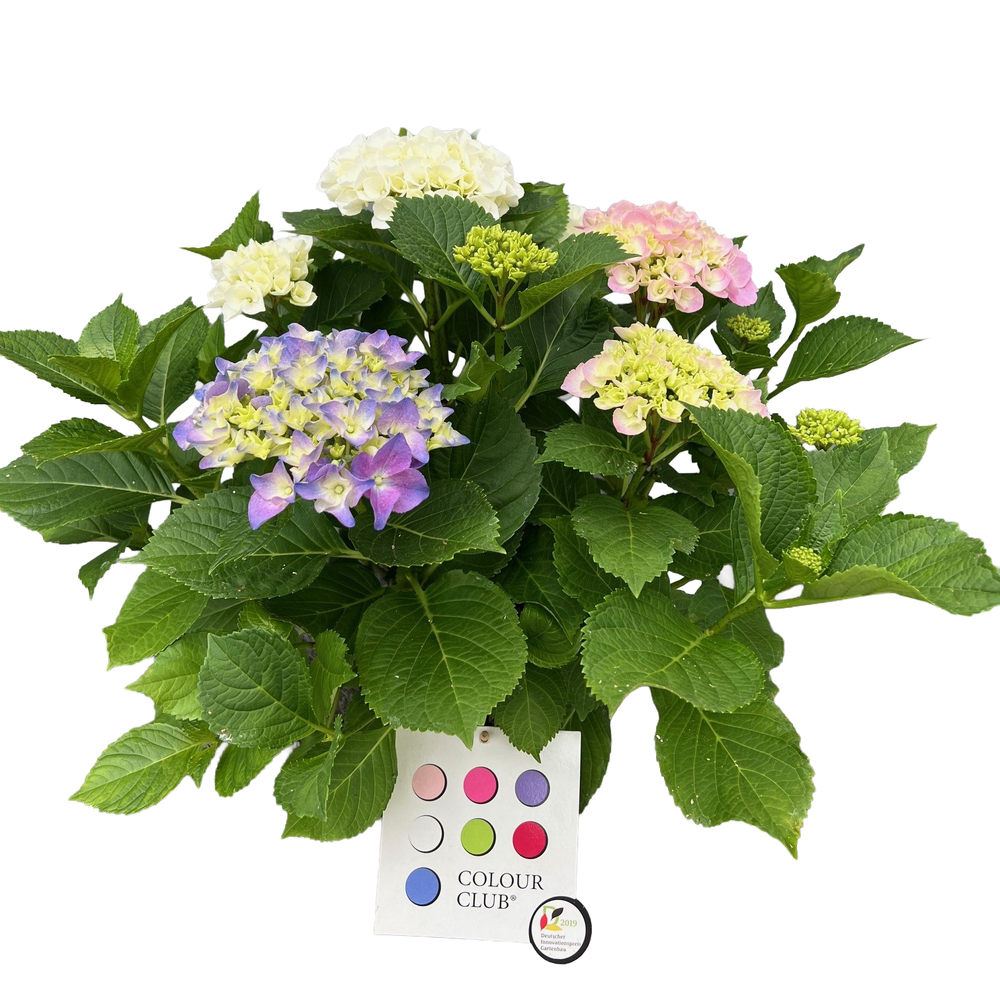 Hydrangea macrophylla colour club trio