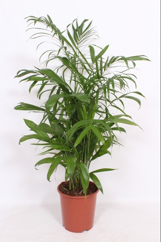 Chamaedorea