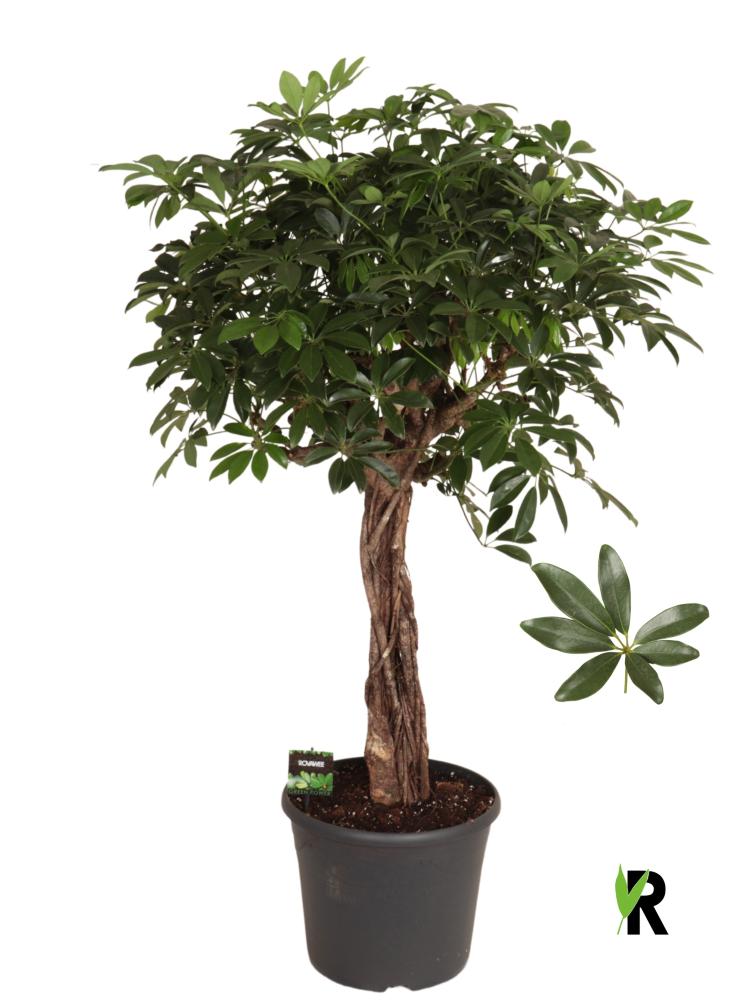 schefflera