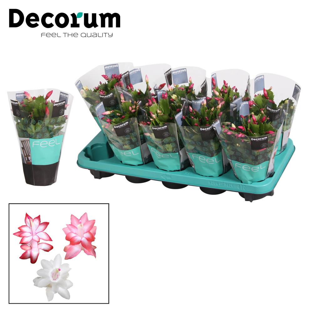 Schlumbergera