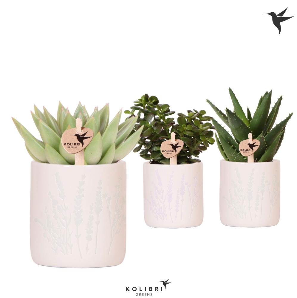 Succulentes