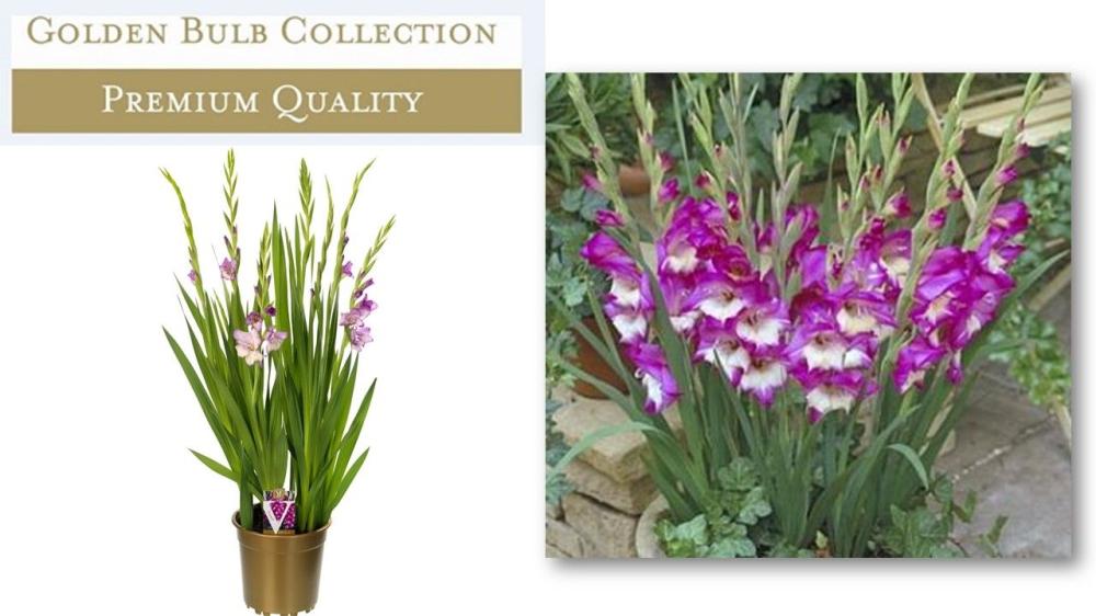 Gladiolus