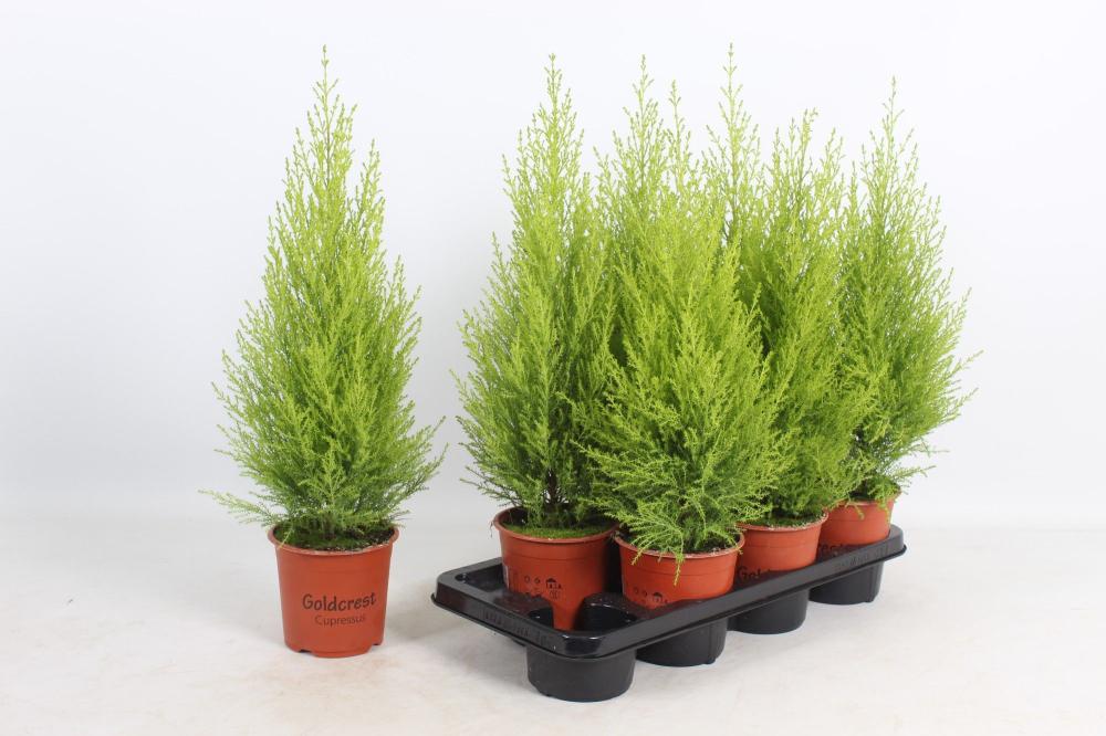 Cupressus