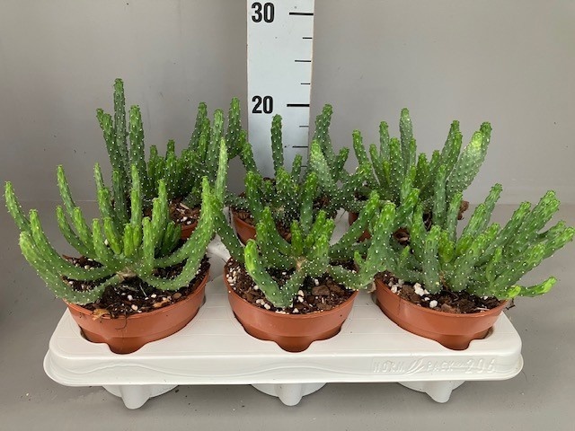 Euphorbia