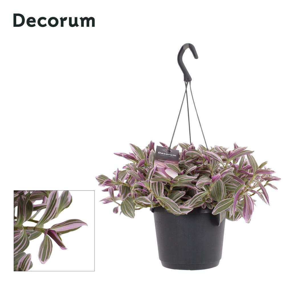 tradescantia