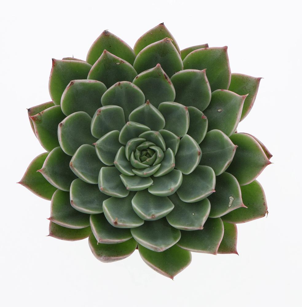 Graptophyllum