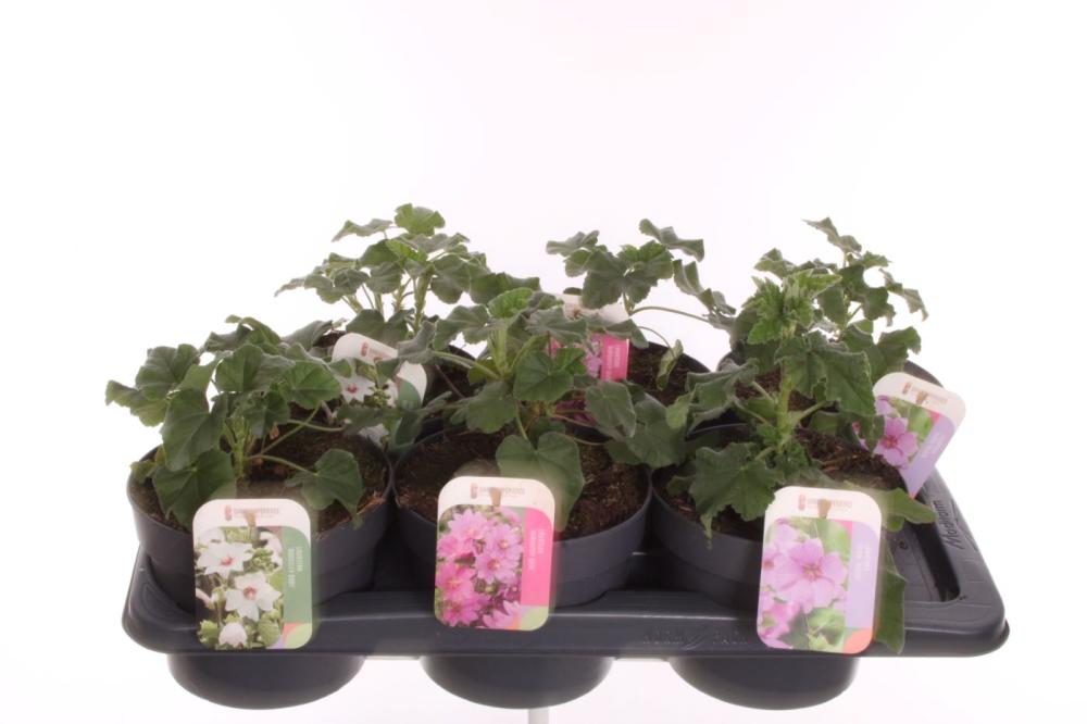 Lavatera