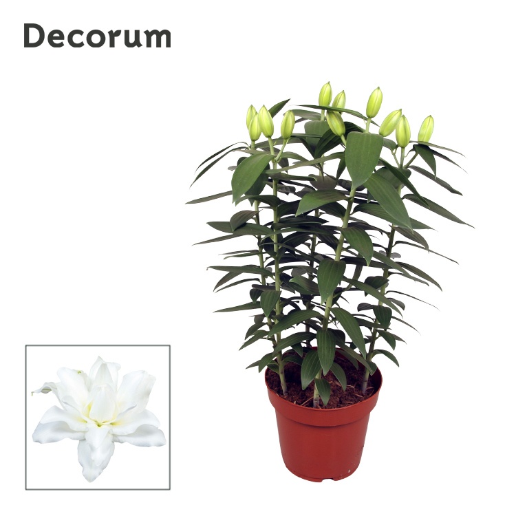 Lilium