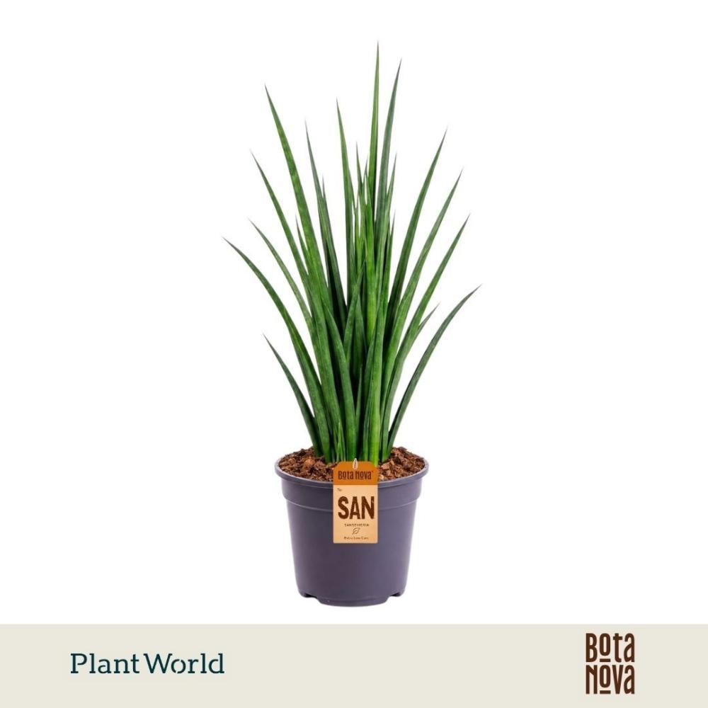 Sansevieria