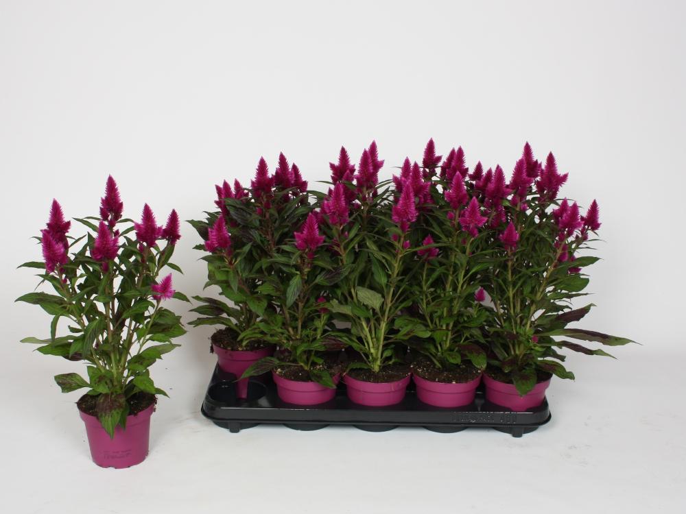 Celosia