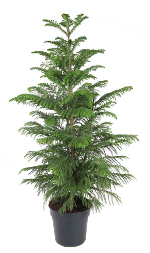 Araucaria