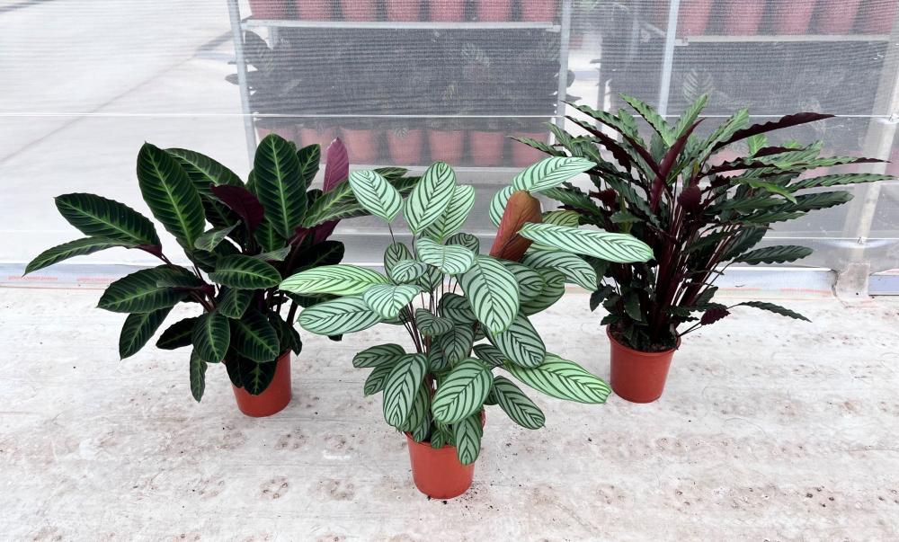 Calathea