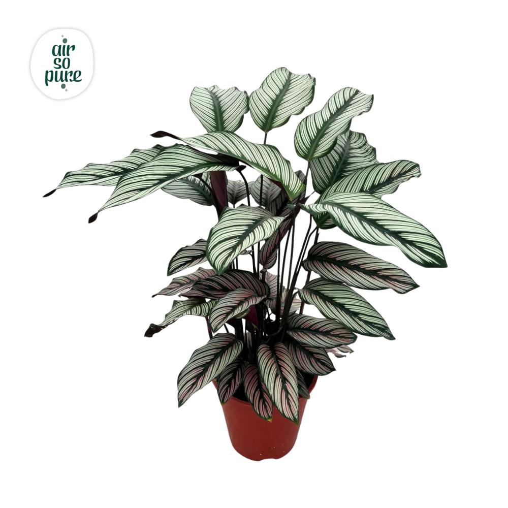 Calathea
