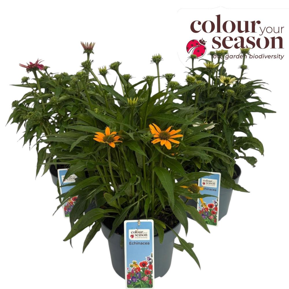 Echinacea