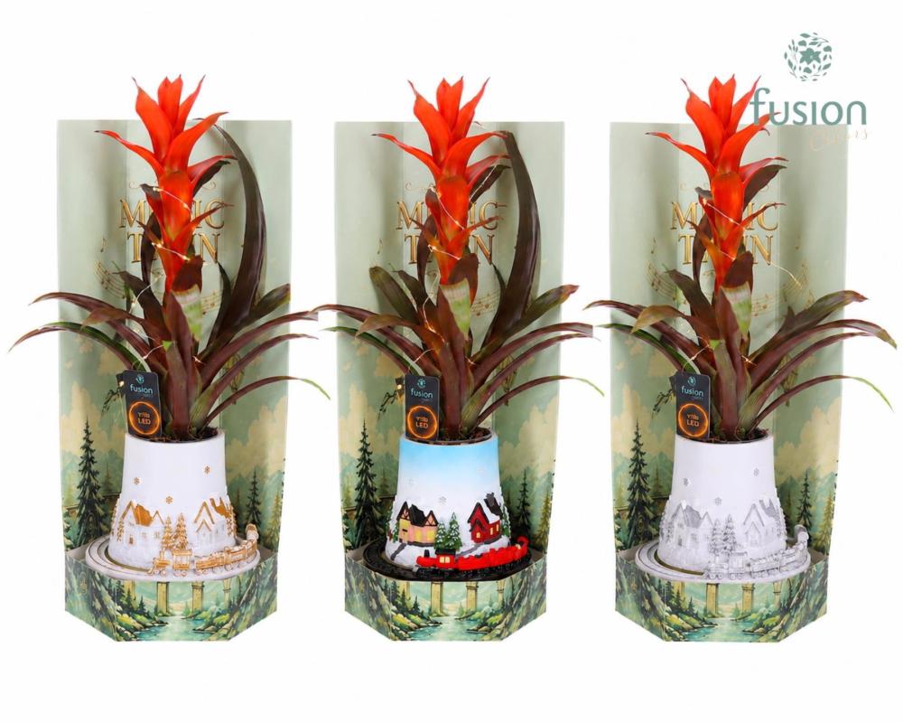 bromeliacea mix