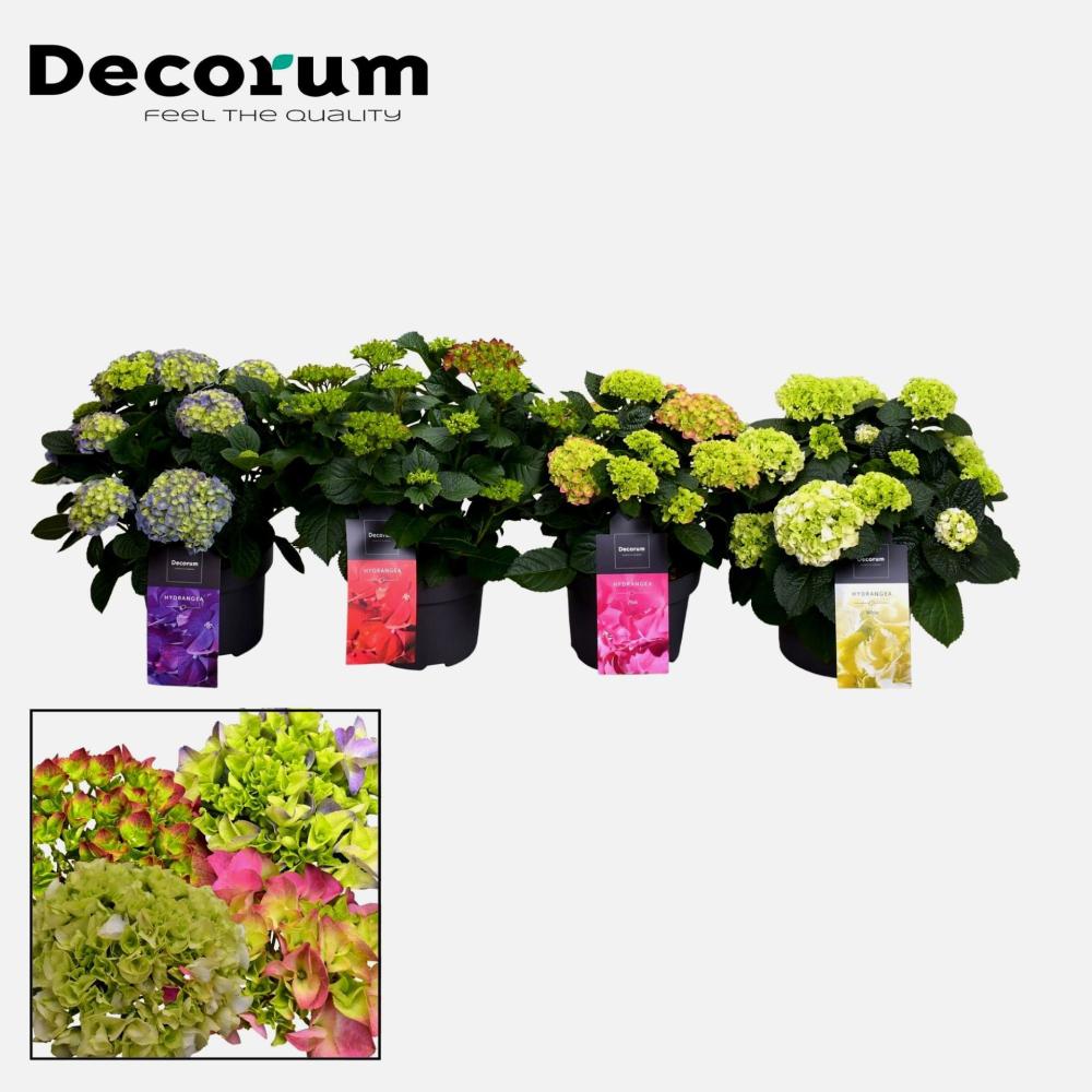 Hydrangea