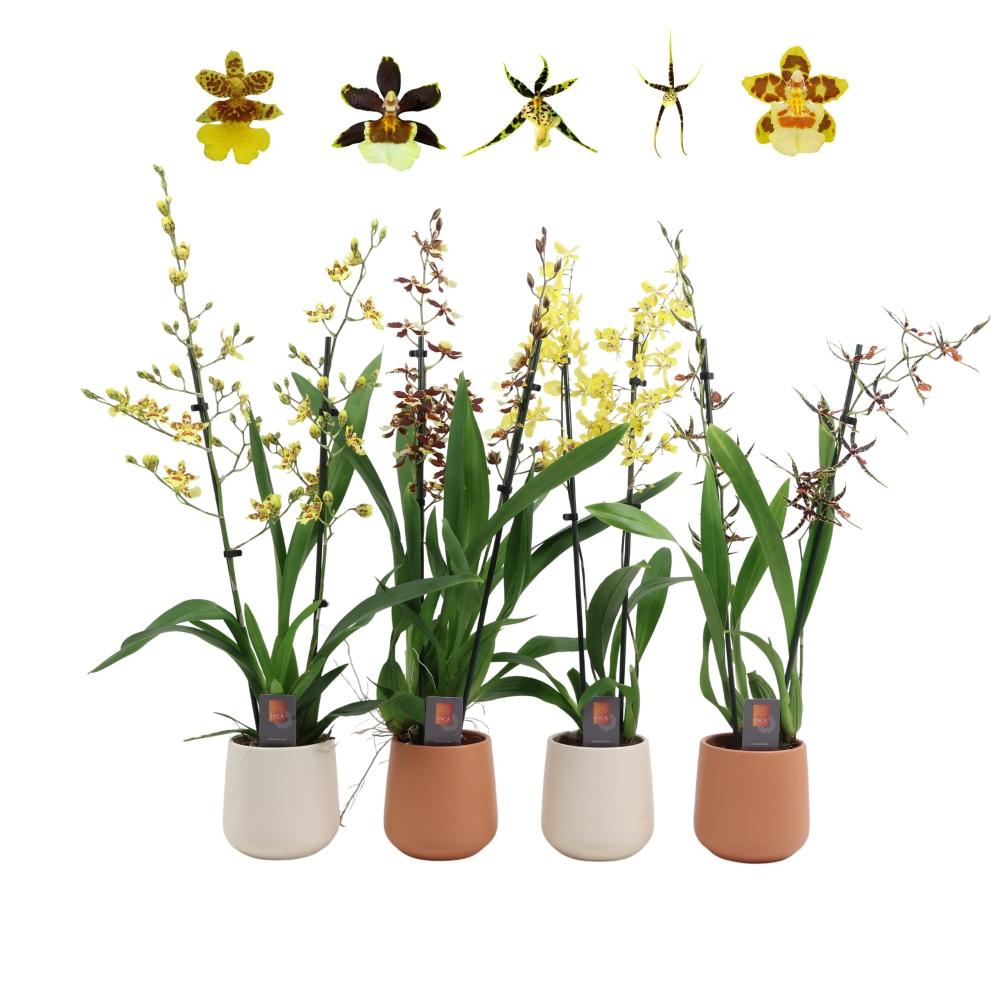 Orchidée